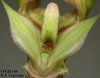 Bulbophyllum ornithorhynchum  (04)